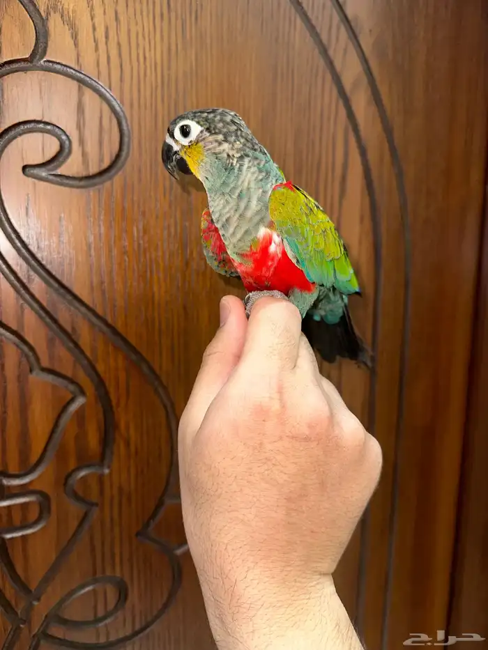 كنيور كريمسون اليف ومتكلم 1