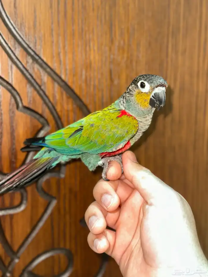 كنيور كريمسون اليف ومتكلم 5