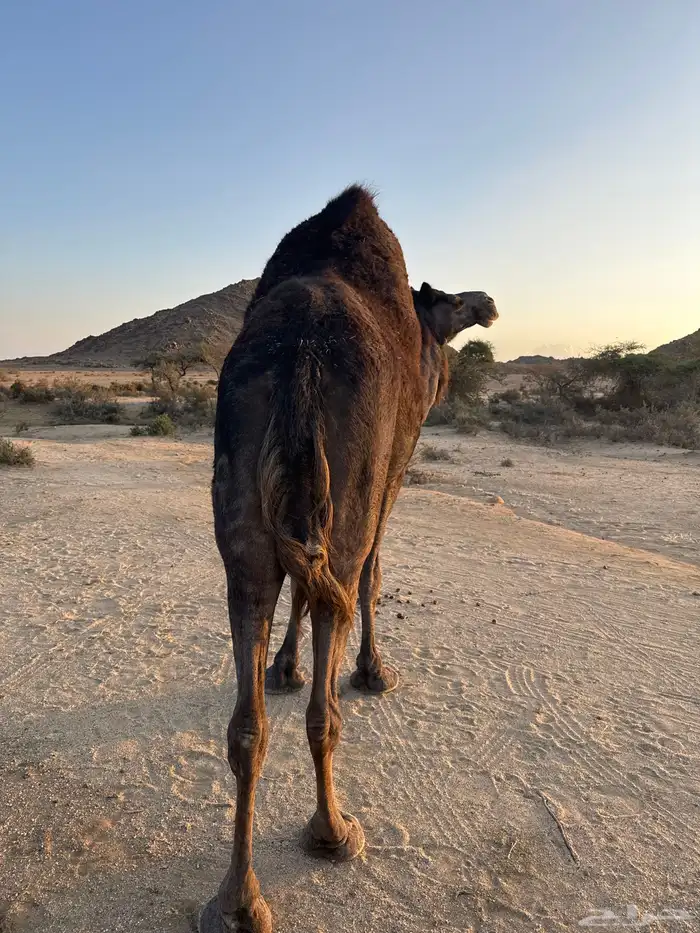 ناقه حايل ردوم للبيع 3