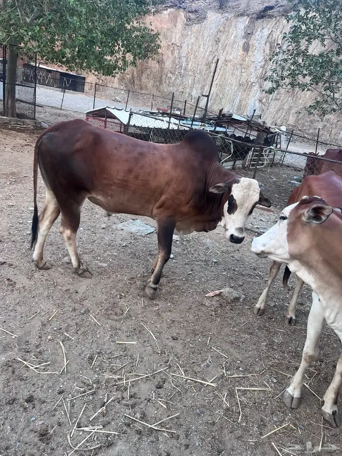 بقر دفيع للبيع 11