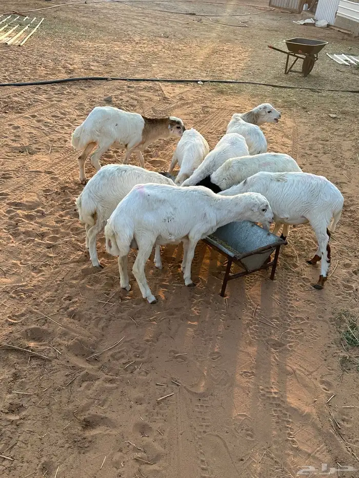 طليان جذعان نوع رفيدي 2