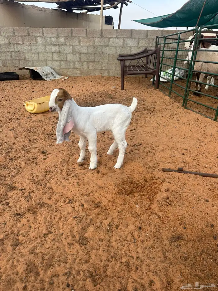 جفره داغور هولنديه 2