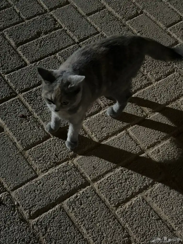 قطوه للتبني انثى   ماعرف كم عمرها لقيتها بالشارع 3