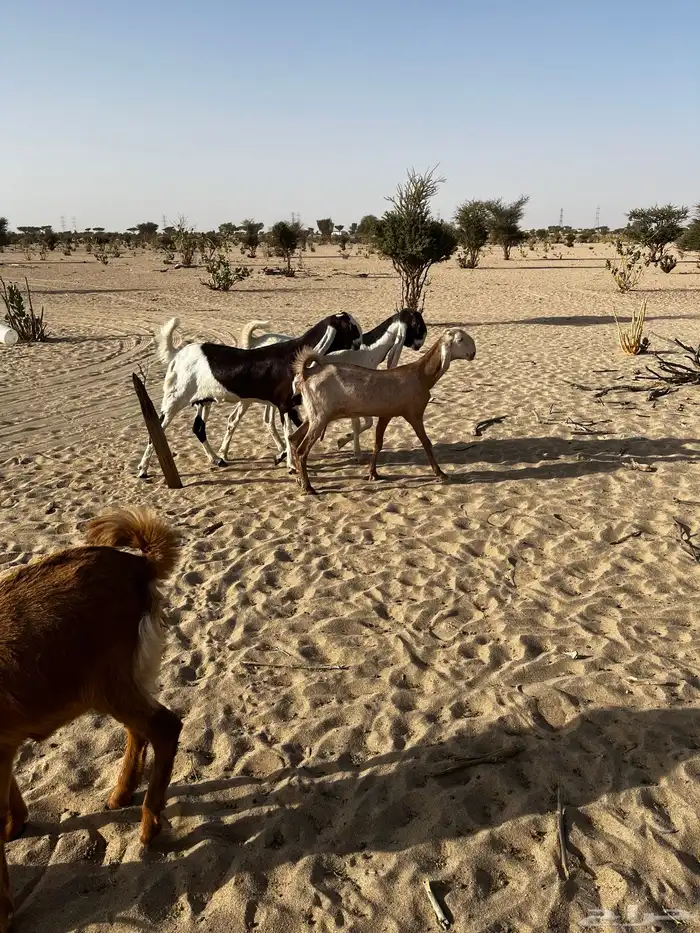 جفرات دفيع شرط 6