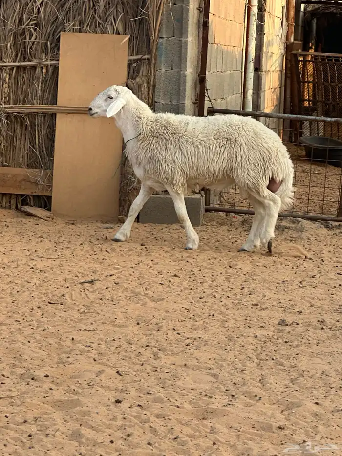 مشروع فحل حري 1