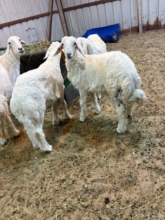 خرفان حري وذبايح طيبه وفاخره 1