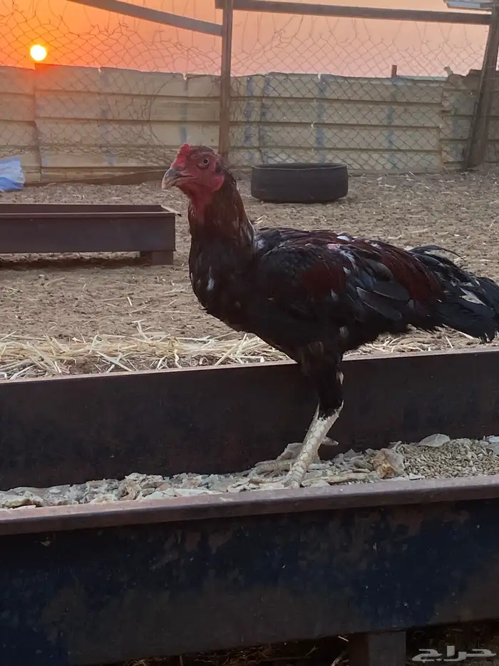 ديك باكستاني 1