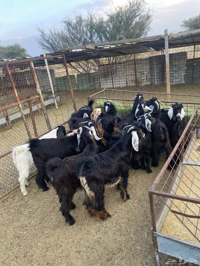 تيوس عوارض 1