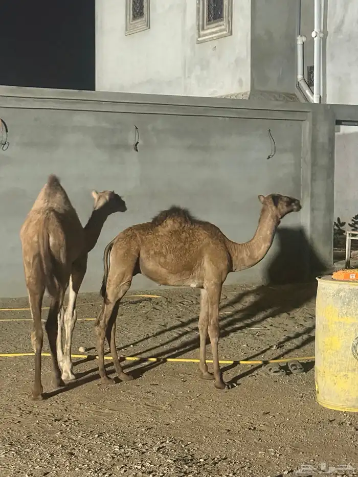 بكره 9 شهور وبعير 7 شهور للبيع 0