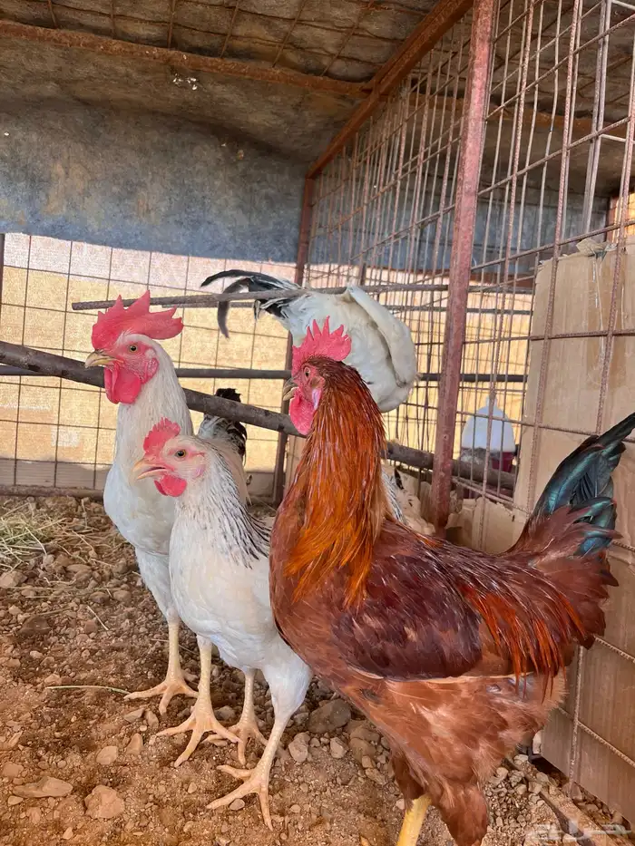 ديك فرنسي وسوسيكس 1