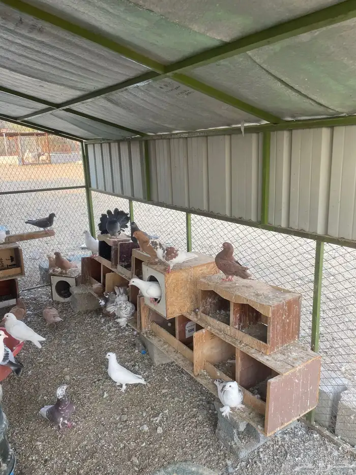 ديك باكستاني وحمام 0