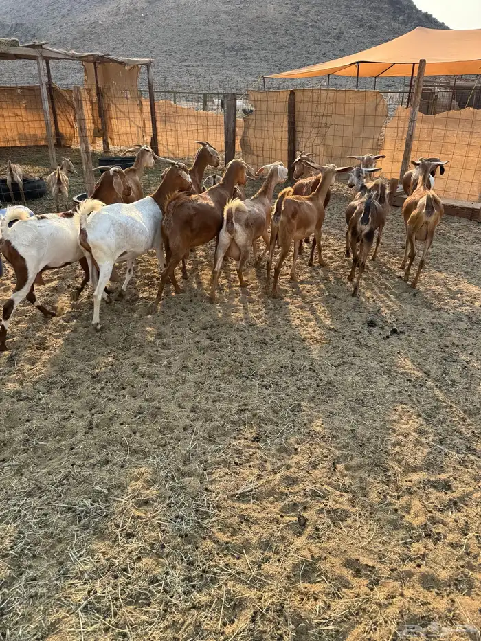 ماعز محايلي صنف 13