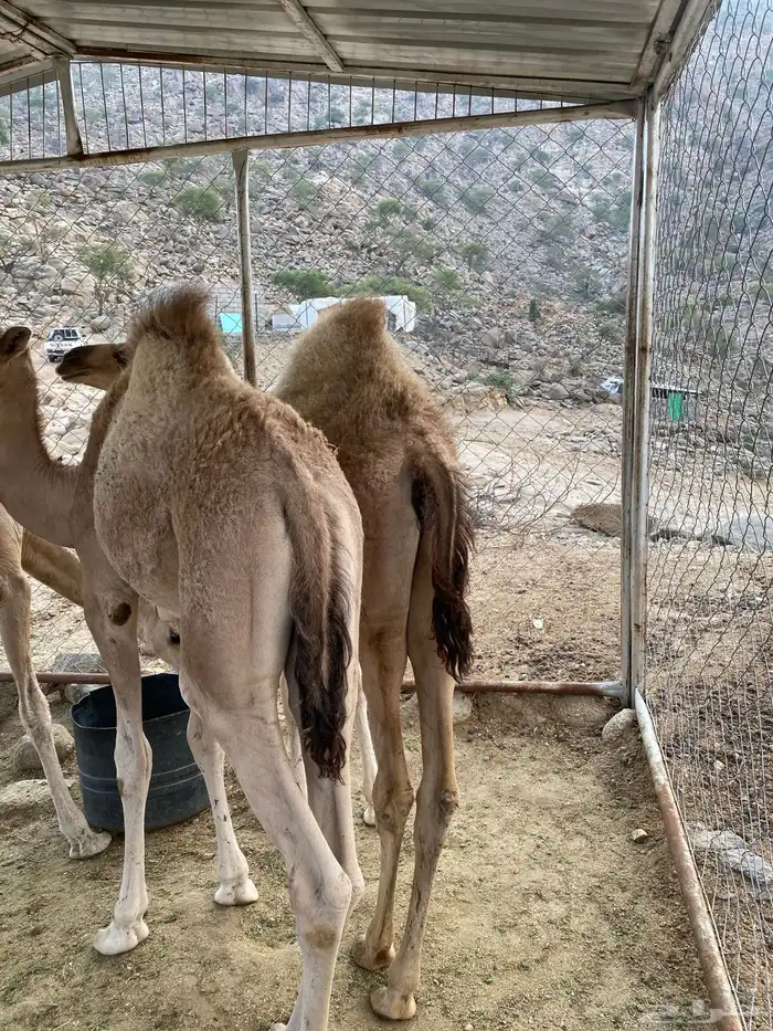 قعود وبكره للبيع 6