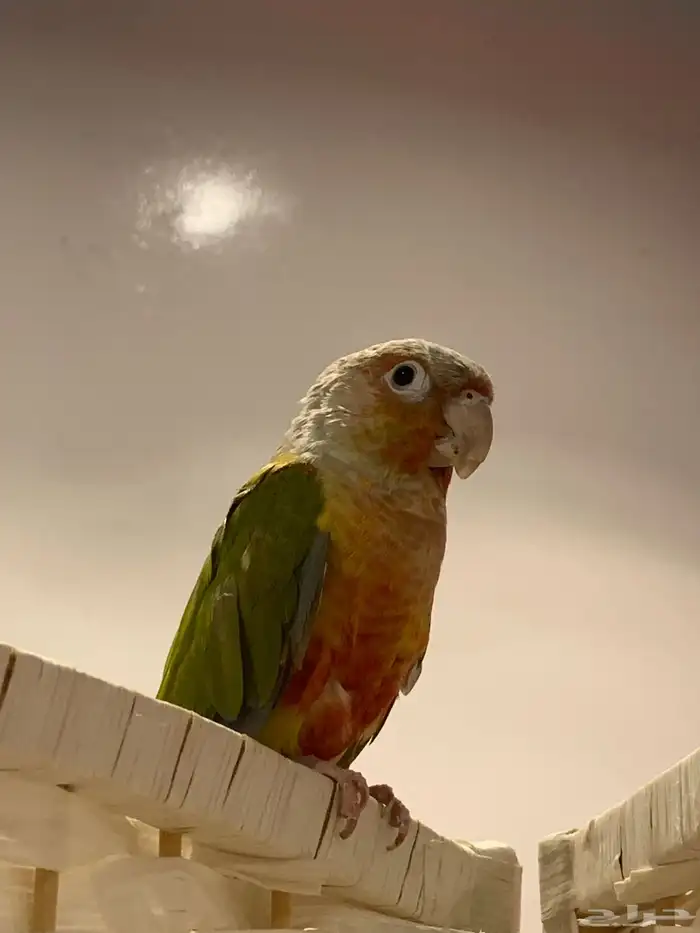 كنيور اناناس اليف ( تم البيع ) 3