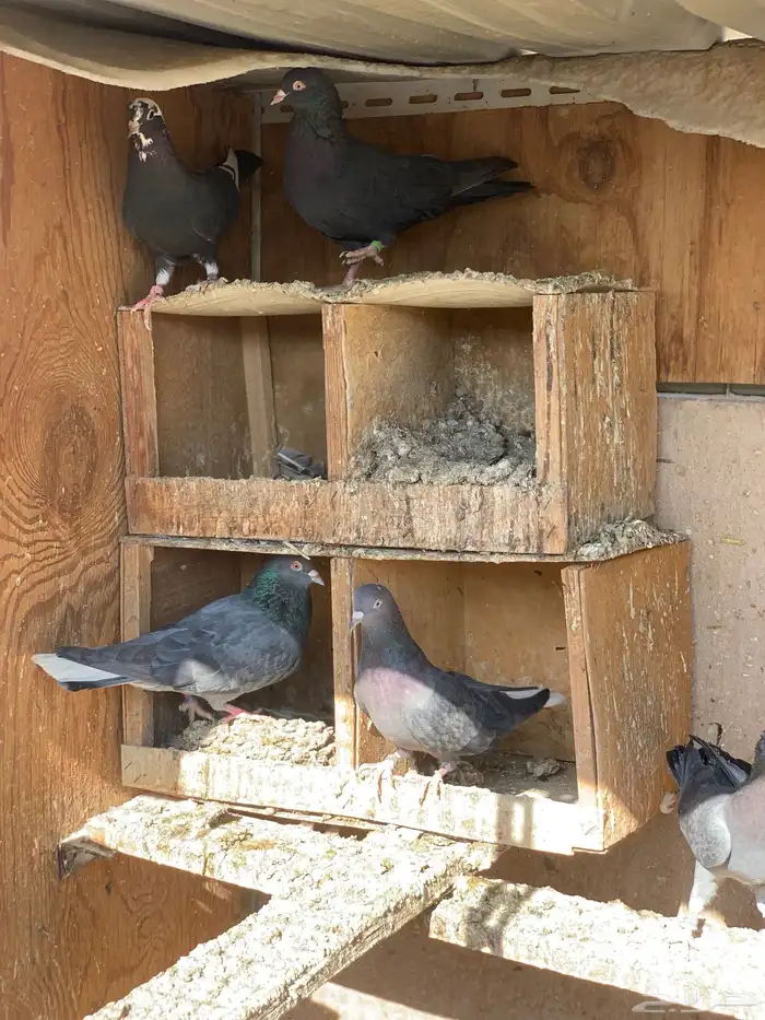 حمام قطايف 16