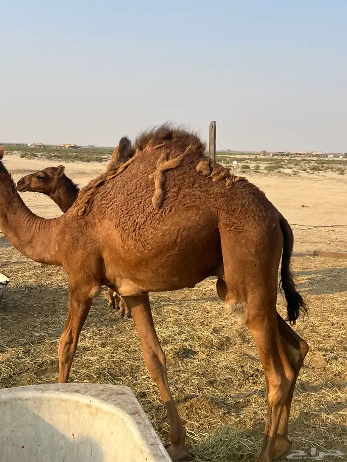 قعدان للبيع 2