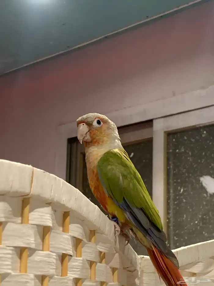 كنيور اناناس اليف ( تم البيع ) 2