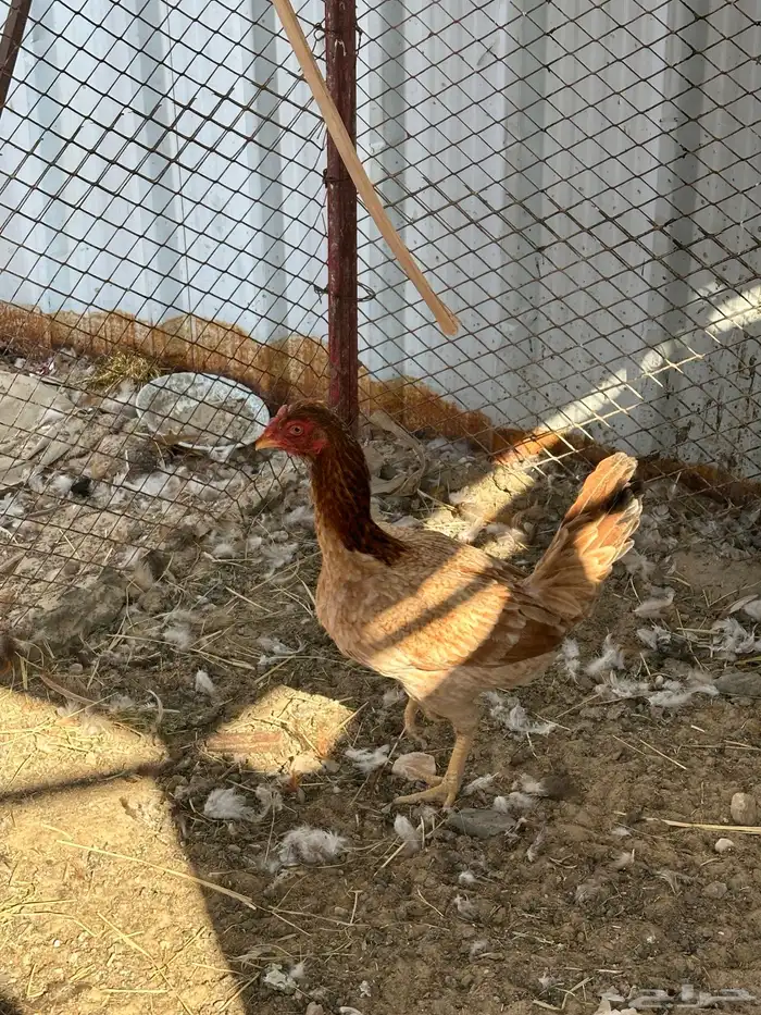 للبيع دجاجه هنديه 1