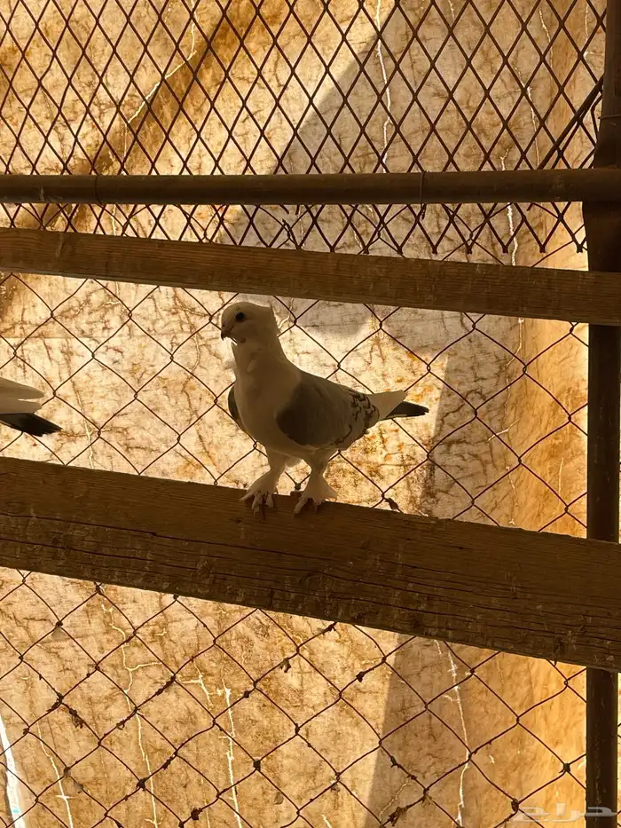 حمام حب رمان 2