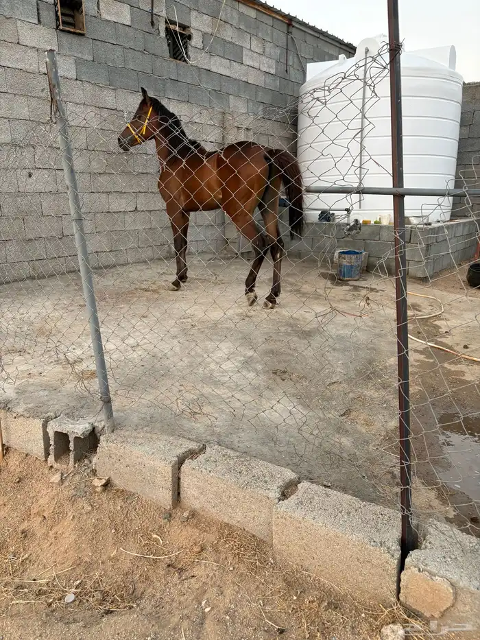 حصان شعبي للبيع 2