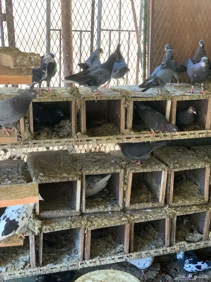 حمام قطايف 12