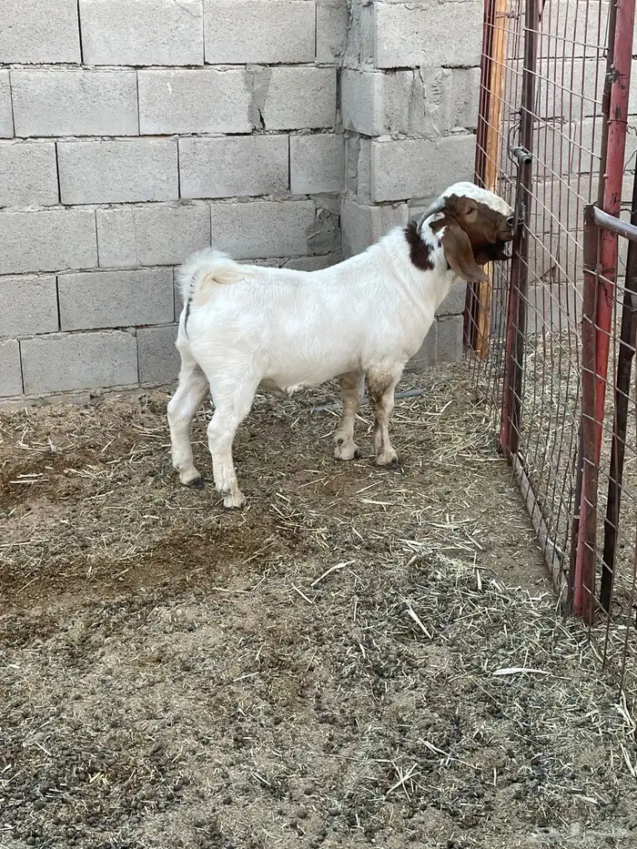 تيس بورقوت بيور اصل 0