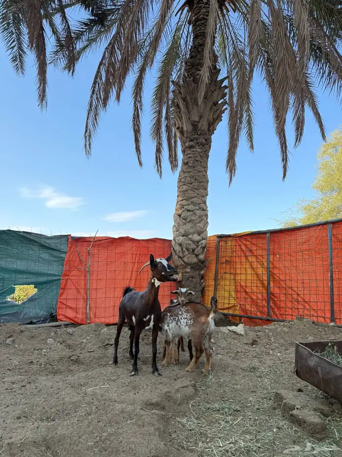 عنز خلفه تحتها 2 تيوس 0