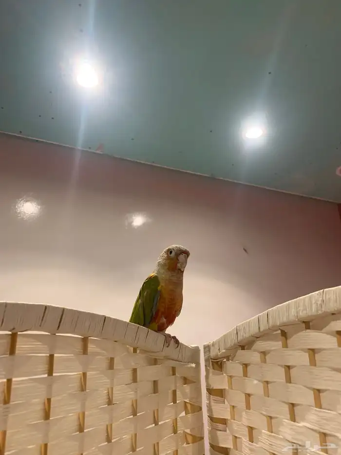 كنيور اناناس اليف ( تم البيع ) 5