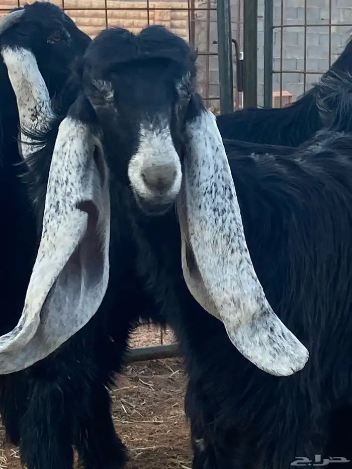 معزا عوارض جفار صنف تمم البيع 8