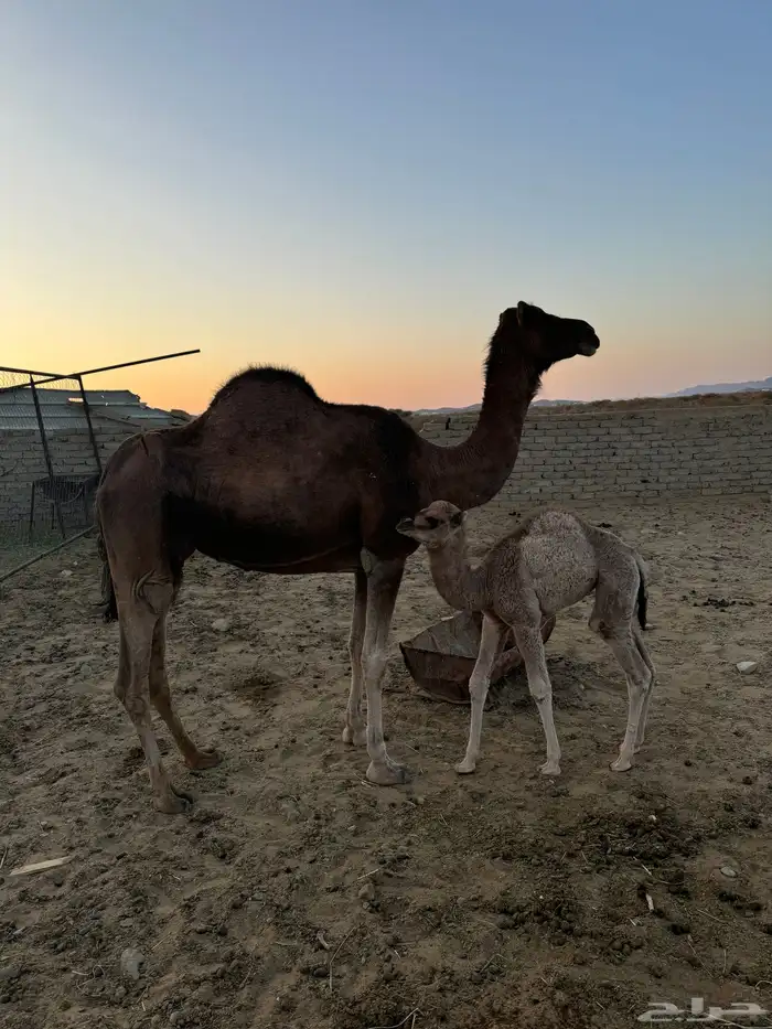 خلفه مصغر حمرا دهما ساحليه 0