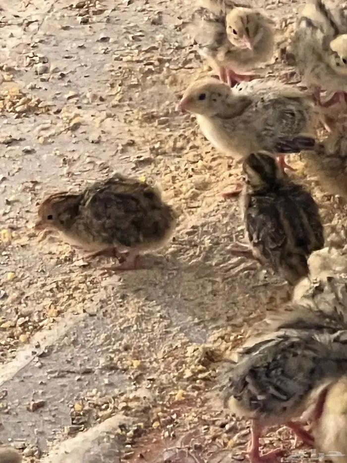 صيصان سمان جامبو اوروبي العمر اسبوع 5