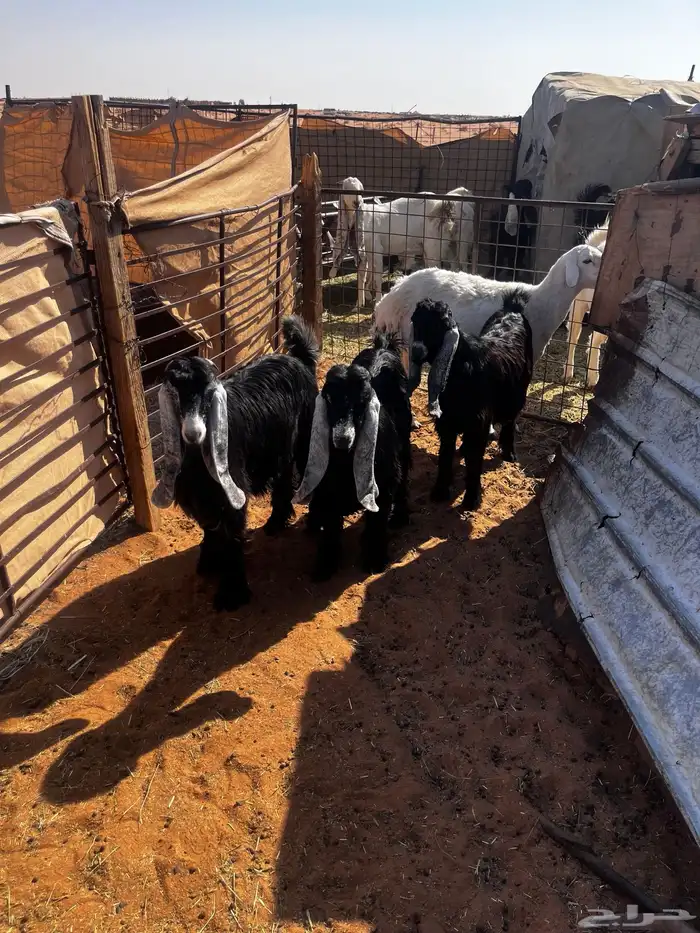 للبيع ثلاث جفرات شكر على حد الغلاق 8