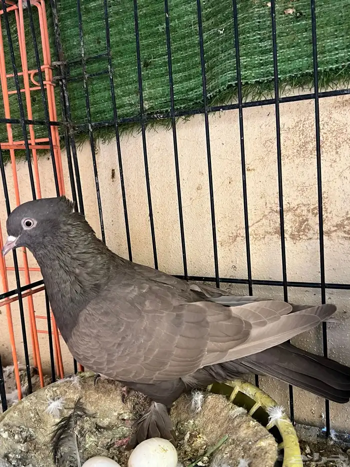 جوز حمام ايراني فارسي 6