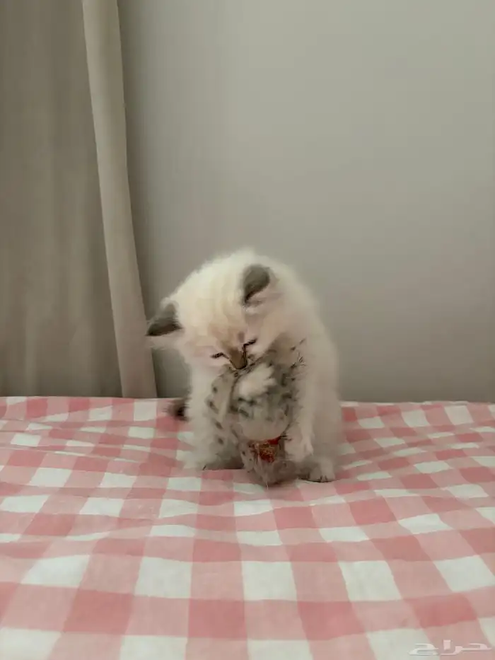 قطة شيرازي - همالايا - أنثى للبيع 3