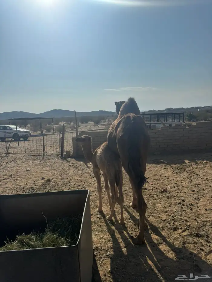 خلفه مصغر حمرا دهما ساحليه 3