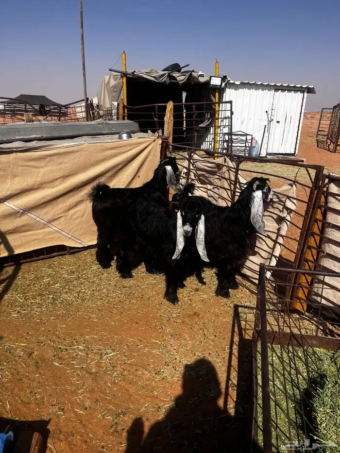 للبيع ثلاث جفرات شكر على حد الغلاق 0