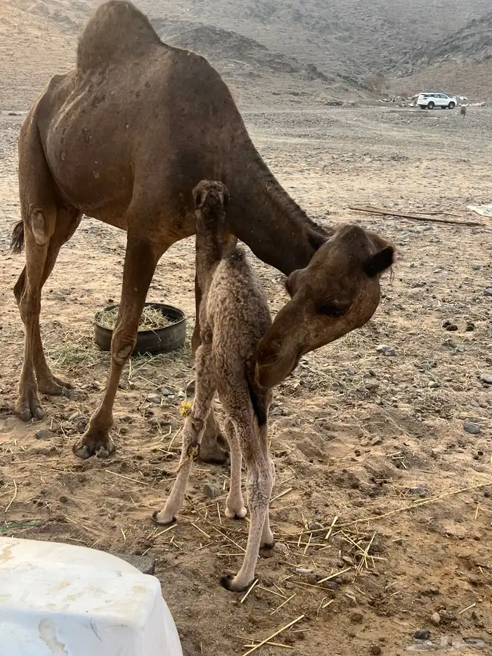 خلفه تحتها قعود 2