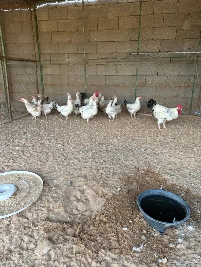 دجاج فرنسي كلومبي 3