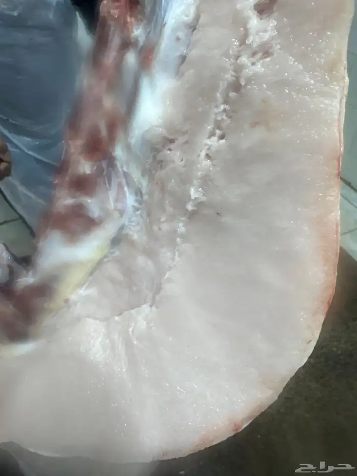 لباني شرط بلدي والطعم تحدي عمره(5)شهر 3