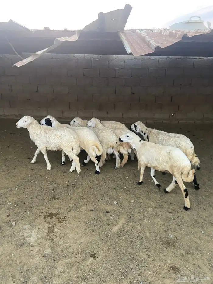 خرفان ذكور 0