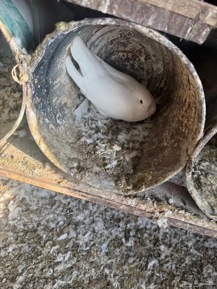 حمام فرنسي ودجاج بلد وبط 4