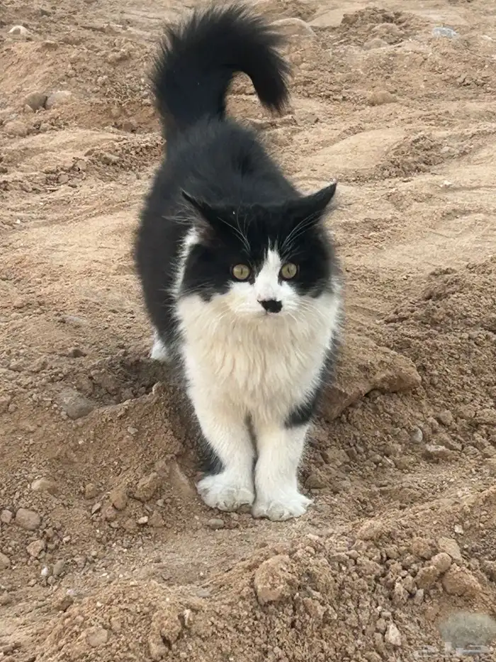 محبات للعب .. أكل البيت .. من بغاهم مجانا 1