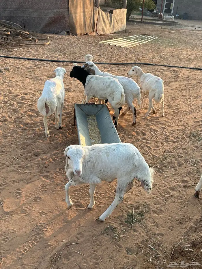 طليان جذعان نوع رفيدي 3