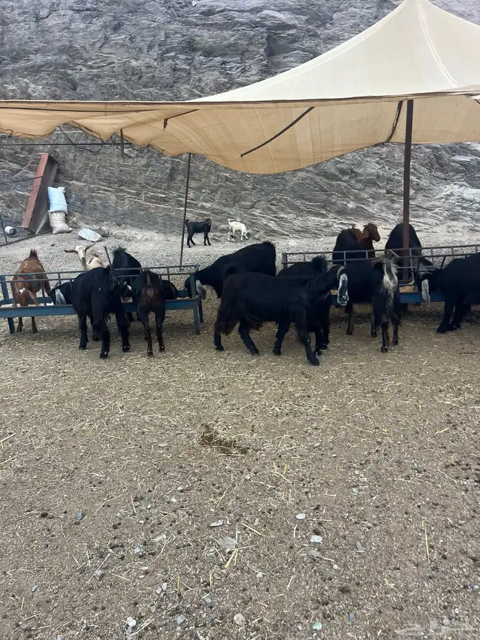 ماعزللبيع عوارض 3