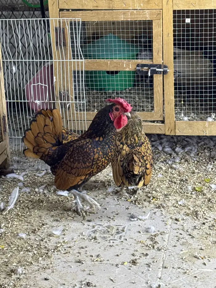 دجاج سبرايت 0