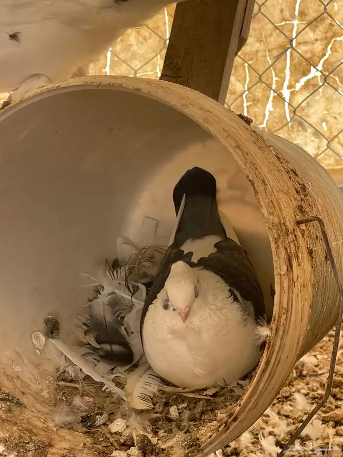 حمام حب رمان 3