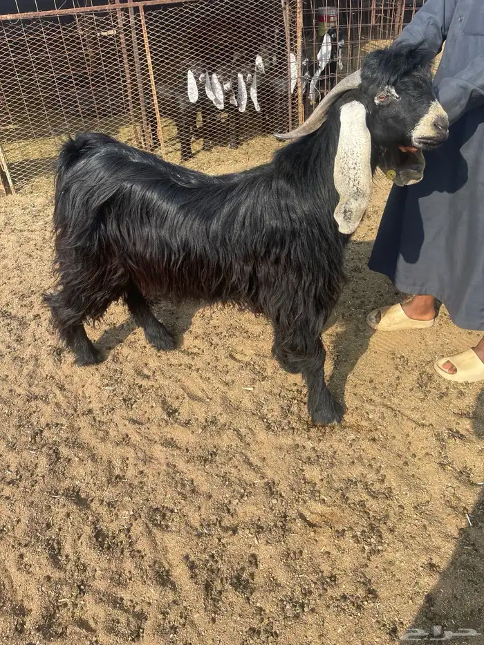 لبيع فحل عارضي 0