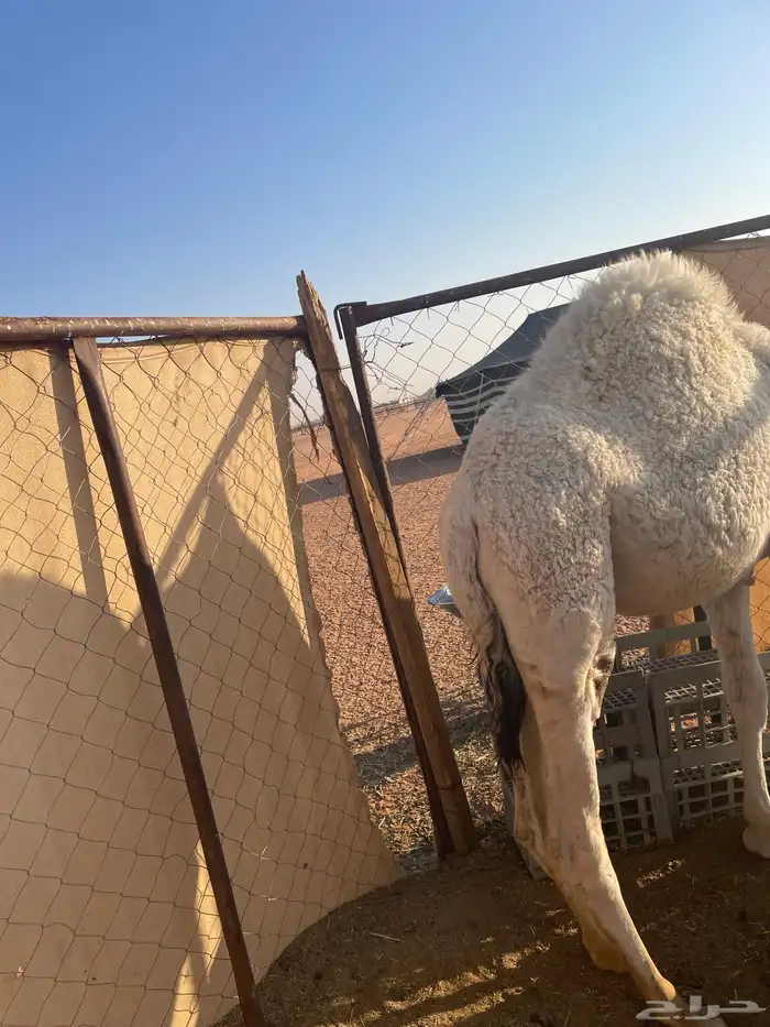 قعود قصب طايش للبيع رماح 0