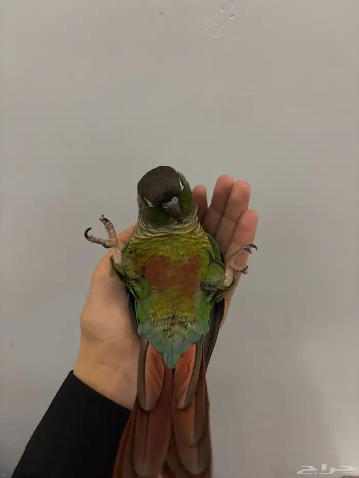 انثى كنيور قرن شيك انثى اليفه مره جاهزه للءنتاج هدد داخلي 1