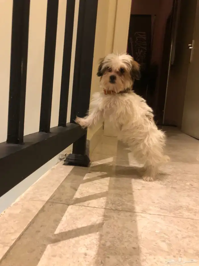 كلبة اليفه جدا السعر 500 1